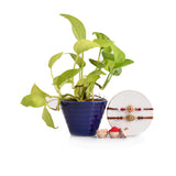Traditional And Divine Motifs Pack Of 2 Thread Rakhis With Money Plant
